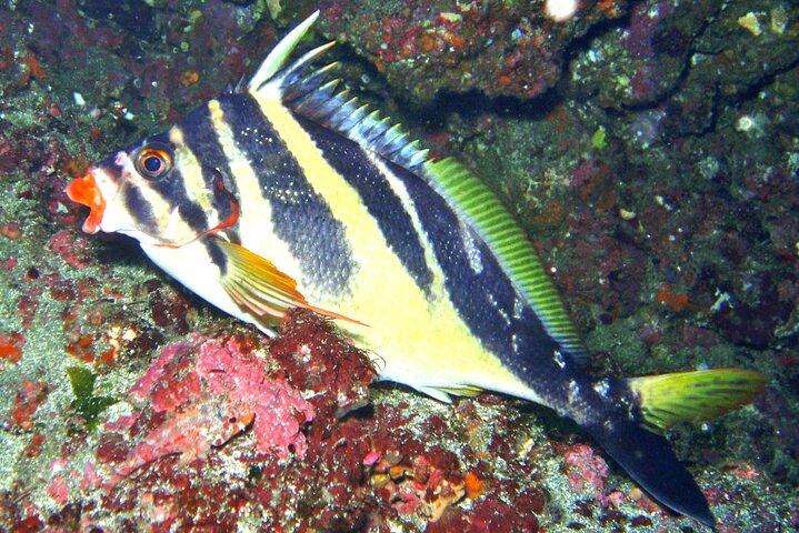 Enjoy Diving In Izu Discover Scuba Diving for Nondiver