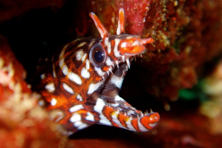 Enjoy Diving In Izu Discover Scuba Diving for Nondiver