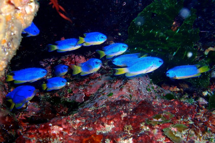 Enjoy Diving In Izu Discover Scuba Diving for Nondiver