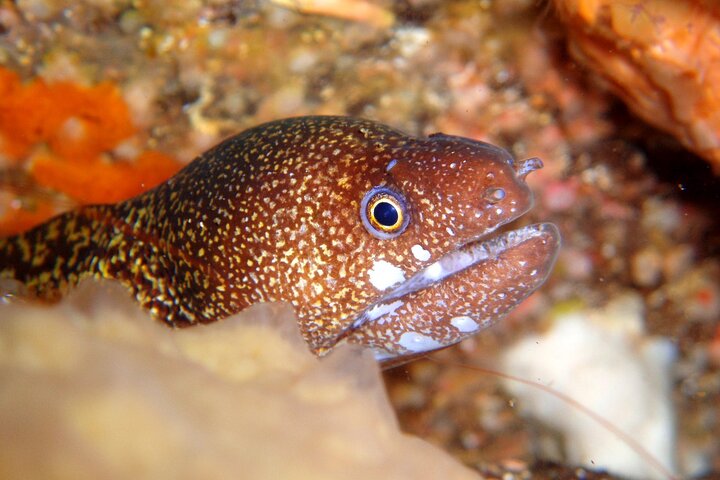 Enjoy Diving In Izu Discover Scuba Diving for Nondiver
