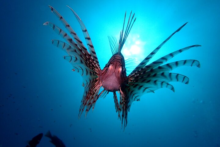 Enjoy Diving In Izu Discover Scuba Diving for Nondiver