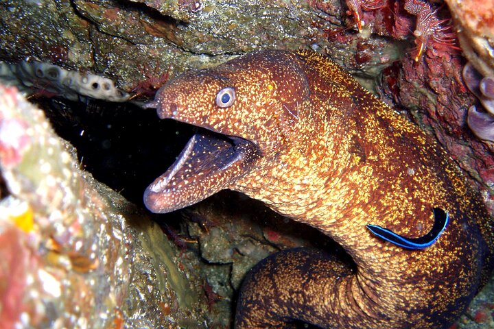 Enjoy Diving In Izu Discover Scuba Diving for Nondiver