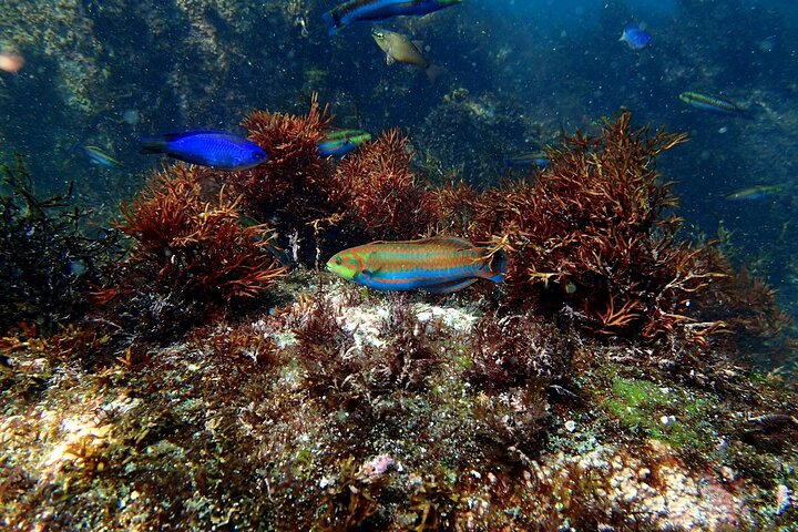 Enjoy Diving In Izu Discover Scuba Diving for Nondiver
