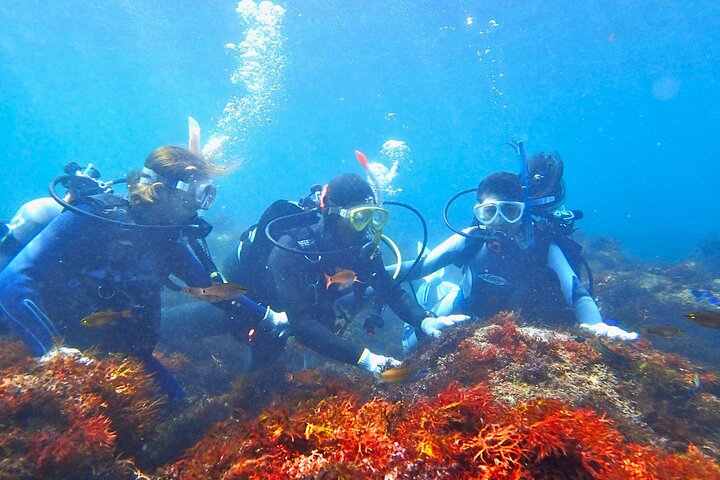 Enjoy Diving In Izu Discover Scuba Diving for Nondiver