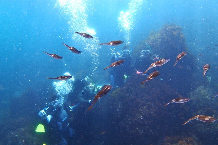 Enjoy Diving In Izu Discover Scuba Diving for Nondiver