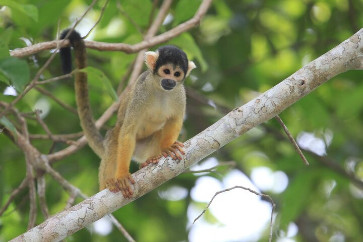 4-Day Amazon Tour: Madidi & Yacuma Pampas from Rurrenabaque