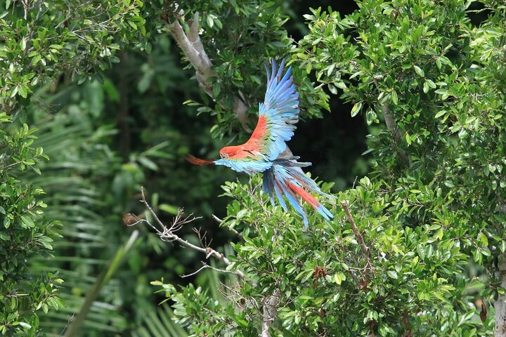 4-Day Amazon Tour: Madidi & Yacuma Pampas from Rurrenabaque