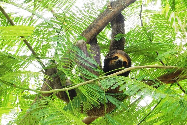 4-Day Amazon Tour: Madidi & Yacuma Pampas from Rurrenabaque