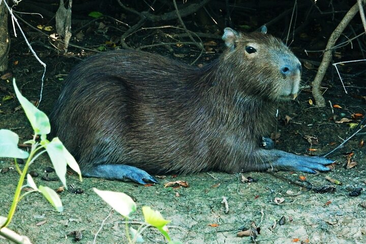 4-Day Amazon Tour: Madidi & Yacuma Pampas from Rurrenabaque