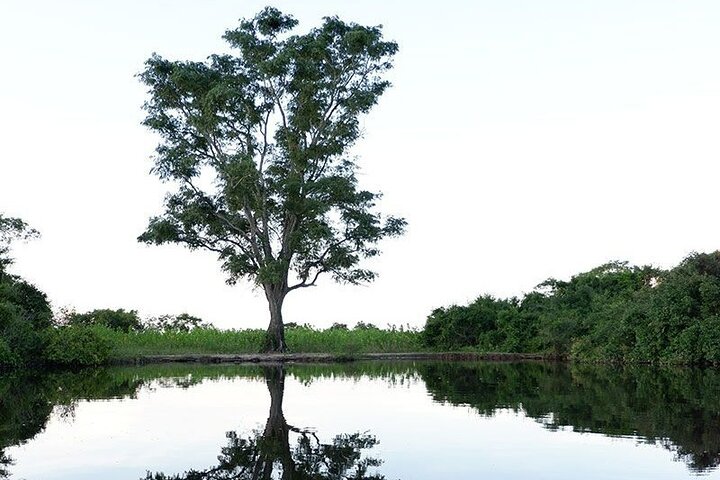 5-Day Madidi & Pampas Amazon Tour from Rurrenabaque