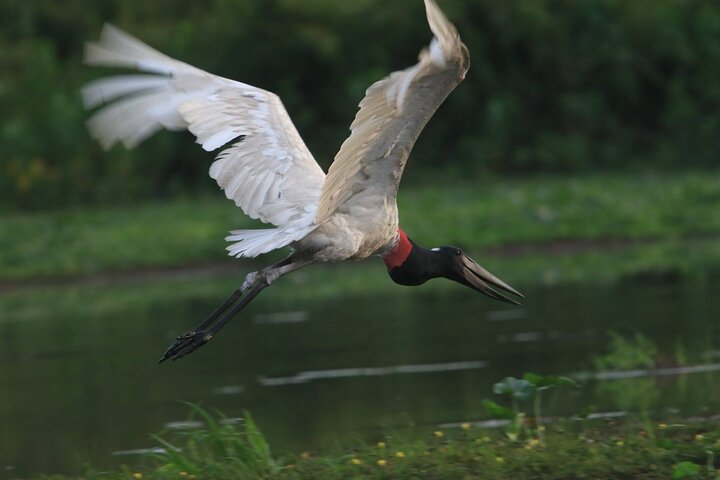 5-Day Madidi & Pampas Amazon Tour from Rurrenabaque