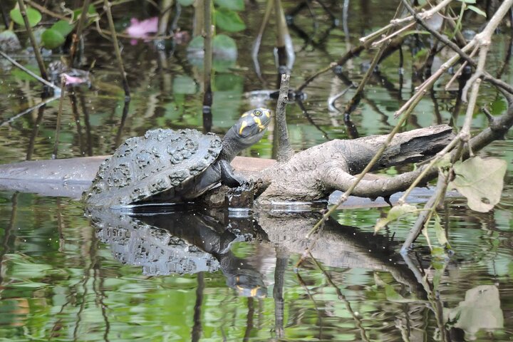 5-Day Madidi & Pampas Amazon Tour from Rurrenabaque