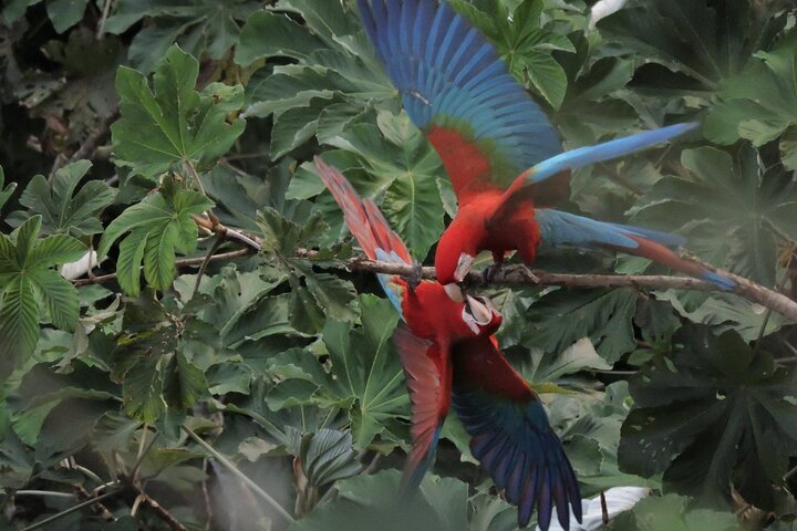 5-Day Madidi & Pampas Amazon Tour from Rurrenabaque