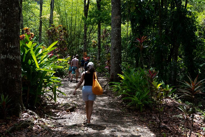 Rainforest Hike and Waterfall Safari