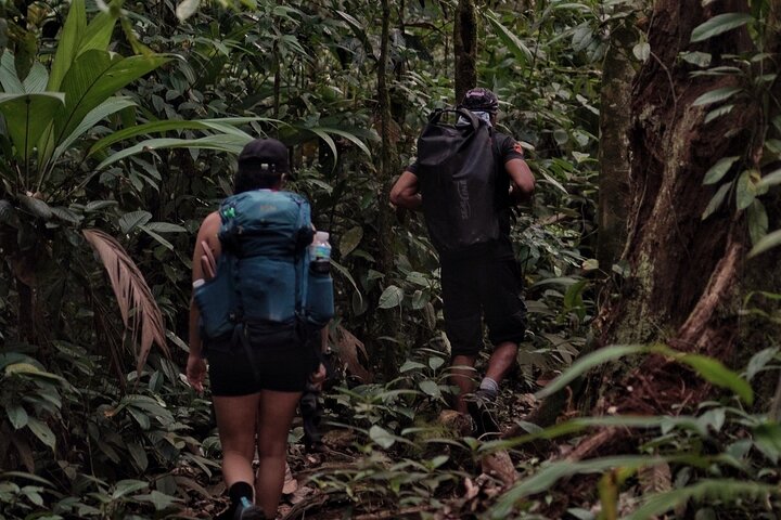 Full-Day Adventure in Corcovado National Park from Drake Bay