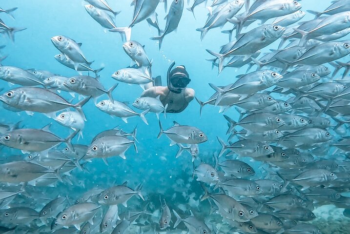 Caño Island all inclusive Snorkeling Tour in small groups