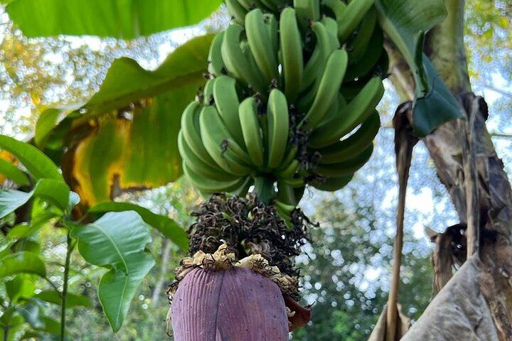 Organic cooking class sigiriya (kumara & family)