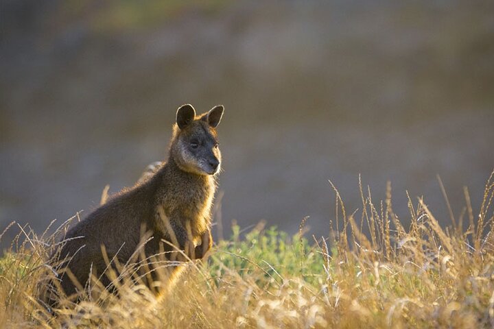 Phillip Island: Golden Hour Penguin Express Tour w/ Island Pickup