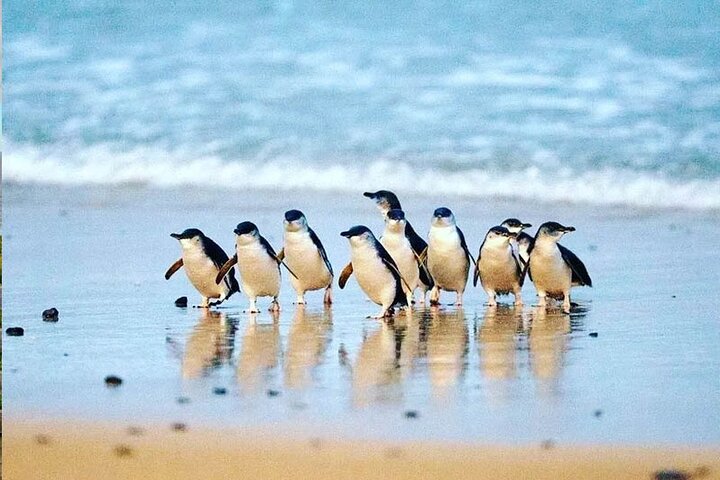 Phillip Island: Golden Hour Penguin Express Tour w/ Island Pickup