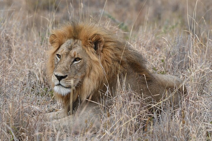 3 days Serengeti Trails with Kojuu Safaris Africa - Comfort Plus
