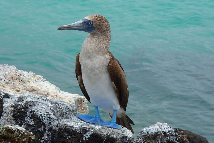 San Cristobal Galapagos 360 - Snorkeling Tour (Kicker Rock)