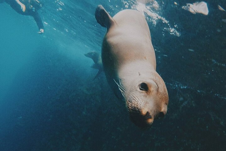 San Cristobal Galapagos 360 - Snorkeling Tour (Kicker Rock)