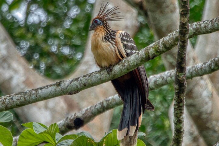 3-Day Jungle Adventure from / to Tena - Napo Amazon Region