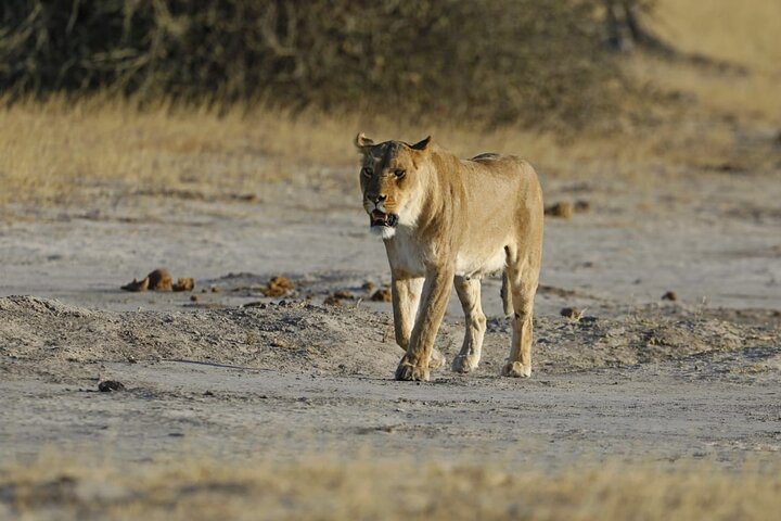 1 Day Moremi Game Drive Safari, guided