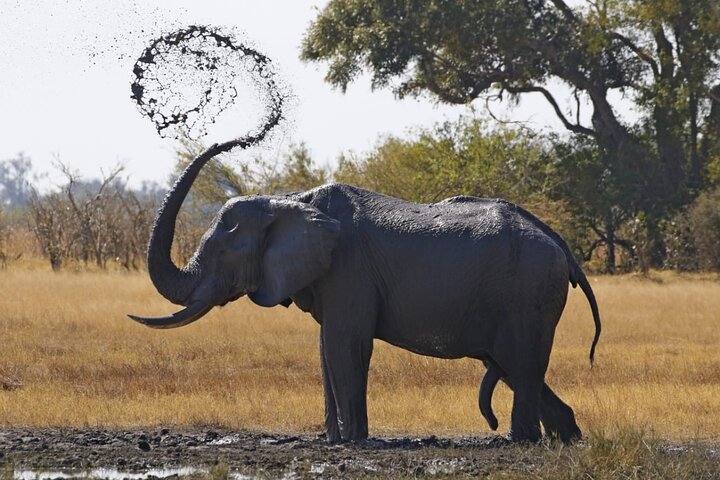 1 Day Moremi Game Drive Safari, guided