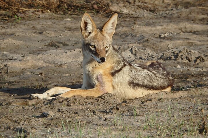1 Day Moremi Game Drive Safari, guided