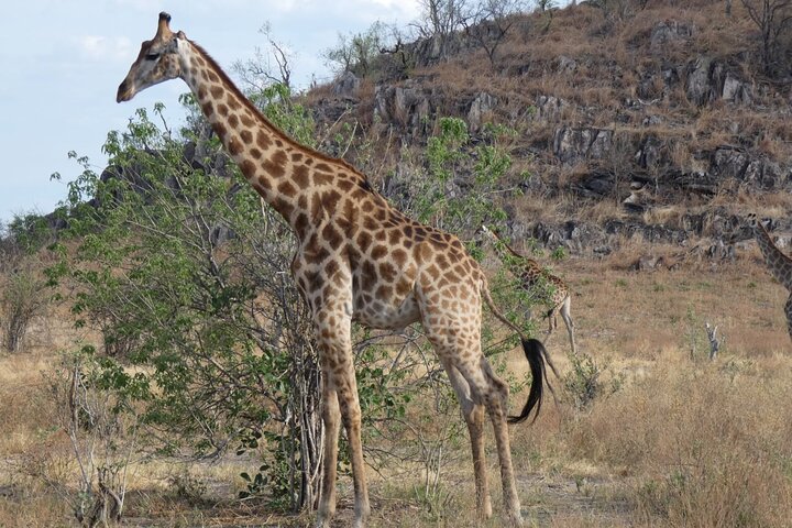 1 Day Moremi Game Drive Safari, guided