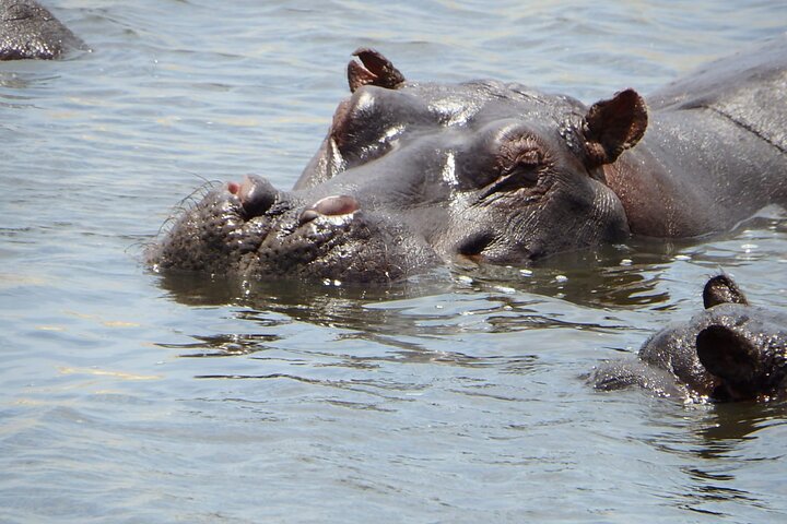 1 Day Moremi Game Drive Safari, guided