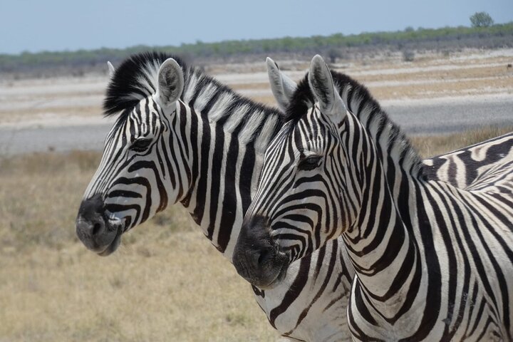 1 Day Moremi Game Drive Safari, guided