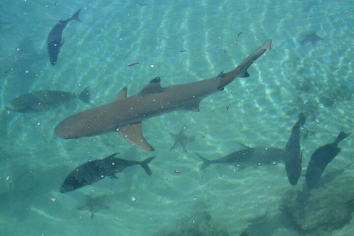 Private Swimming with Turtles/Sharks at Blue Lagoon and Waterfall