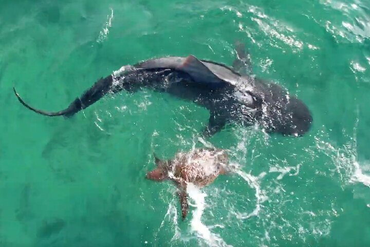 Private Swimming with Turtles/Sharks at Blue Lagoon and Waterfall