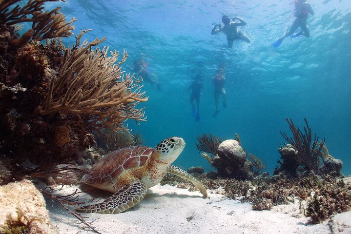 Private Swimming with Turtles/Sharks at Blue Lagoon and Waterfall
