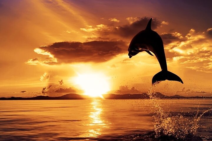 Dolphin Watching & Sunset Boat Tour With Drinks & optional Dinner