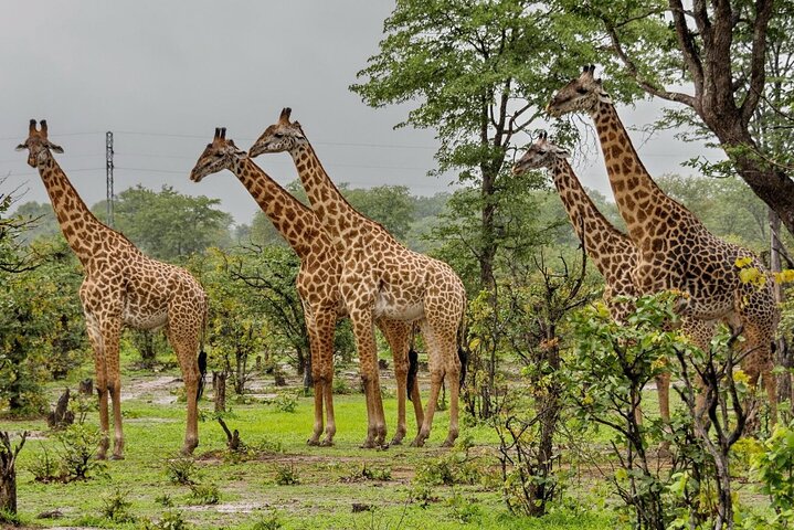 Hluhluwe Imfolozi Big 5 Game Reserve Tour from Durban