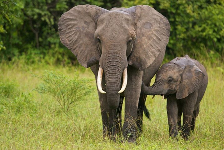 Tala Game Reserve and Natal Park Half Day Tour from Durban