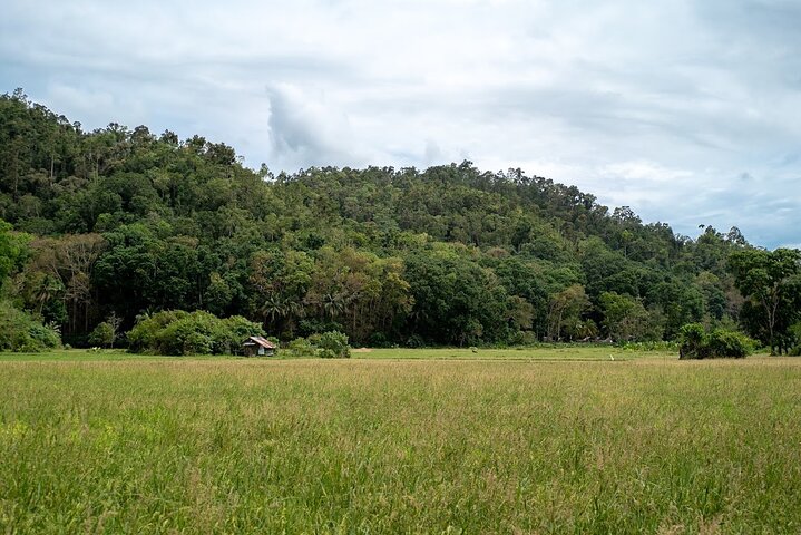 Bohol Chocolate Farm with Chocolate Hills &Tarsiers