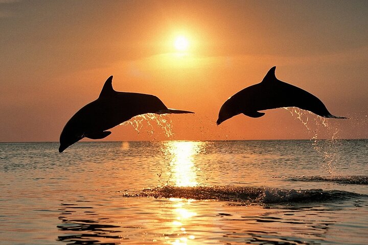 Dolphin Watching & Sunset Boat Tour With Drinks & optional Dinner