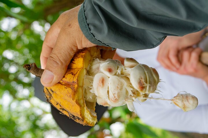 Churute Mangrove Ecological Reserve and Cocoa Farm