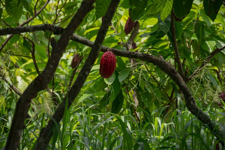 Churute Mangrove Ecological Reserve and Cocoa Farm