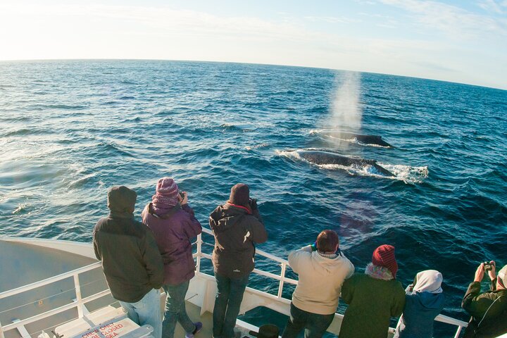 Port Stephens: Whale Watching Cruise