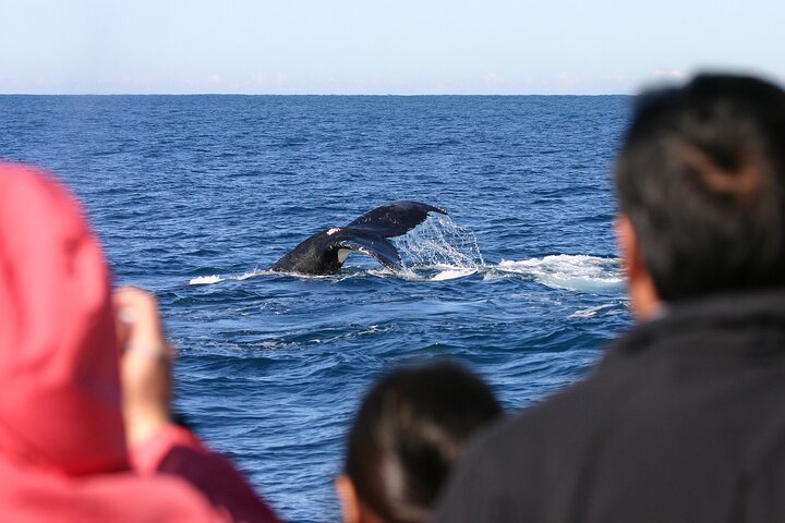 Port Stephens: Whale Watching Cruise