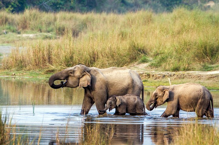 Half Day Sharing Jeep Safari in Chitwan National Park
