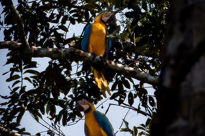 5 Days Cuyabeno Amazon Experience at Waita Lodge