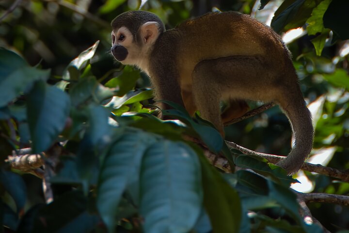5 Days Cuyabeno Amazon Experience at Waita Lodge