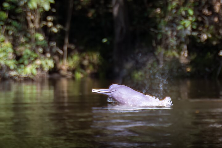 5 Days Cuyabeno Amazon Experience at Waita Lodge