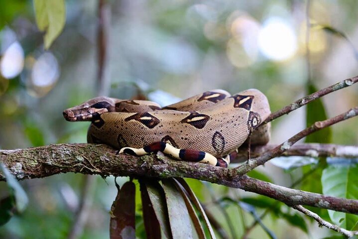 5 Days Cuyabeno Amazon Experience at Waita Lodge